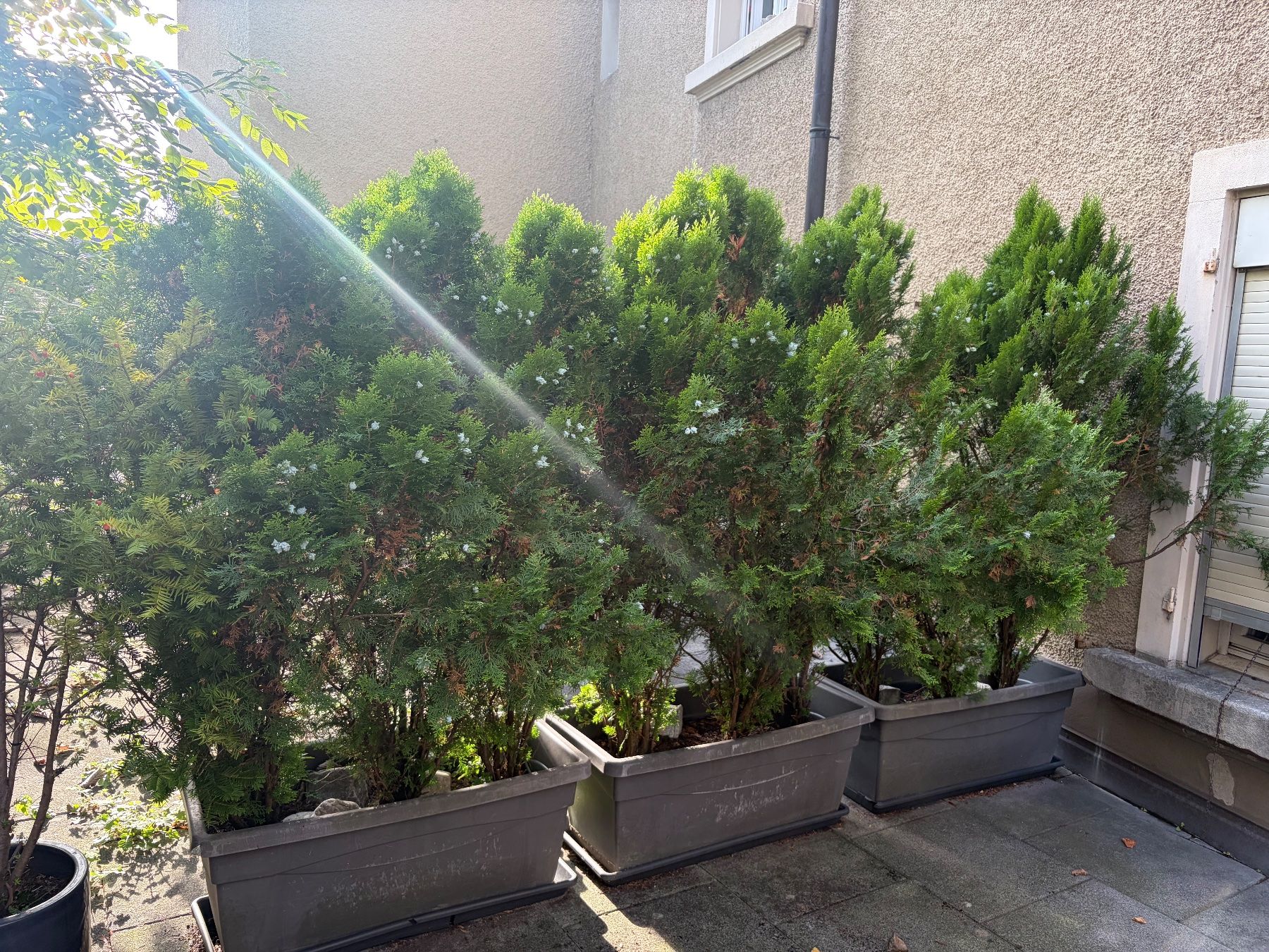 Piante & sementi: 9 Thuja (Lebensbaum) Pflanzen – Usato da St. Gallen venduto da Shopper011 1