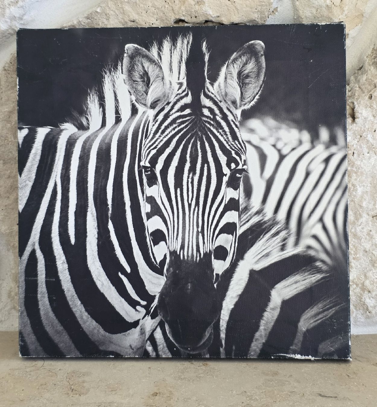 Foto & Immagini: Zebra Bild Leinwand schwarz weiss  – Usato da Rheinsulz venduto da Gilea