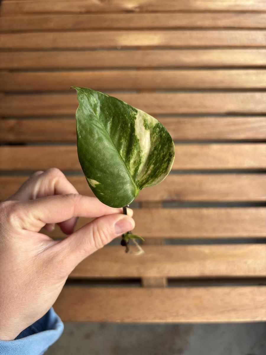 Piante & sementi: Epipremnum aureum/Goldene Efeutute Ableger mit Wurzeln – Nuovo (secondo la descrizione) da Zürich venduto da birokitti 1