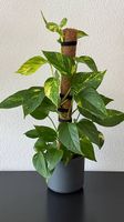 Efeutute am Kokos-Rankstab, anthrazit Topf, 55cm