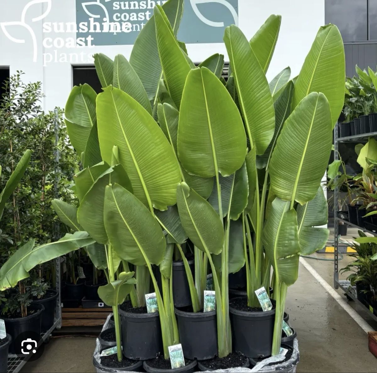 Piante & sementi: ravenala madagascariensis – Usato da Dübendorf venduto da Highqualityonly 2