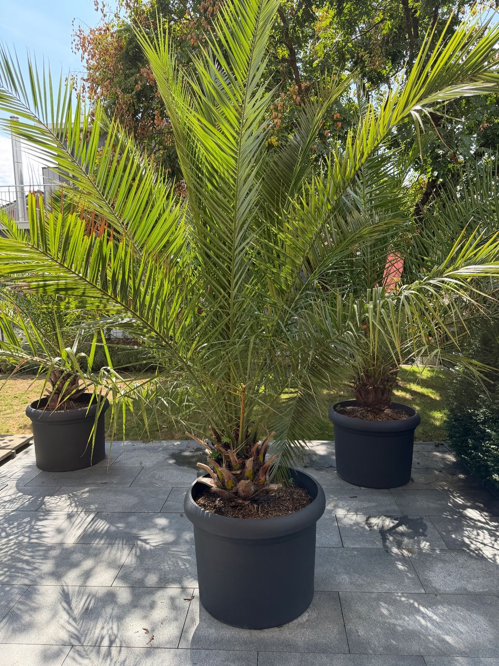 Piante & sementi: Palme – Usato da Zug venduto da brucor 2