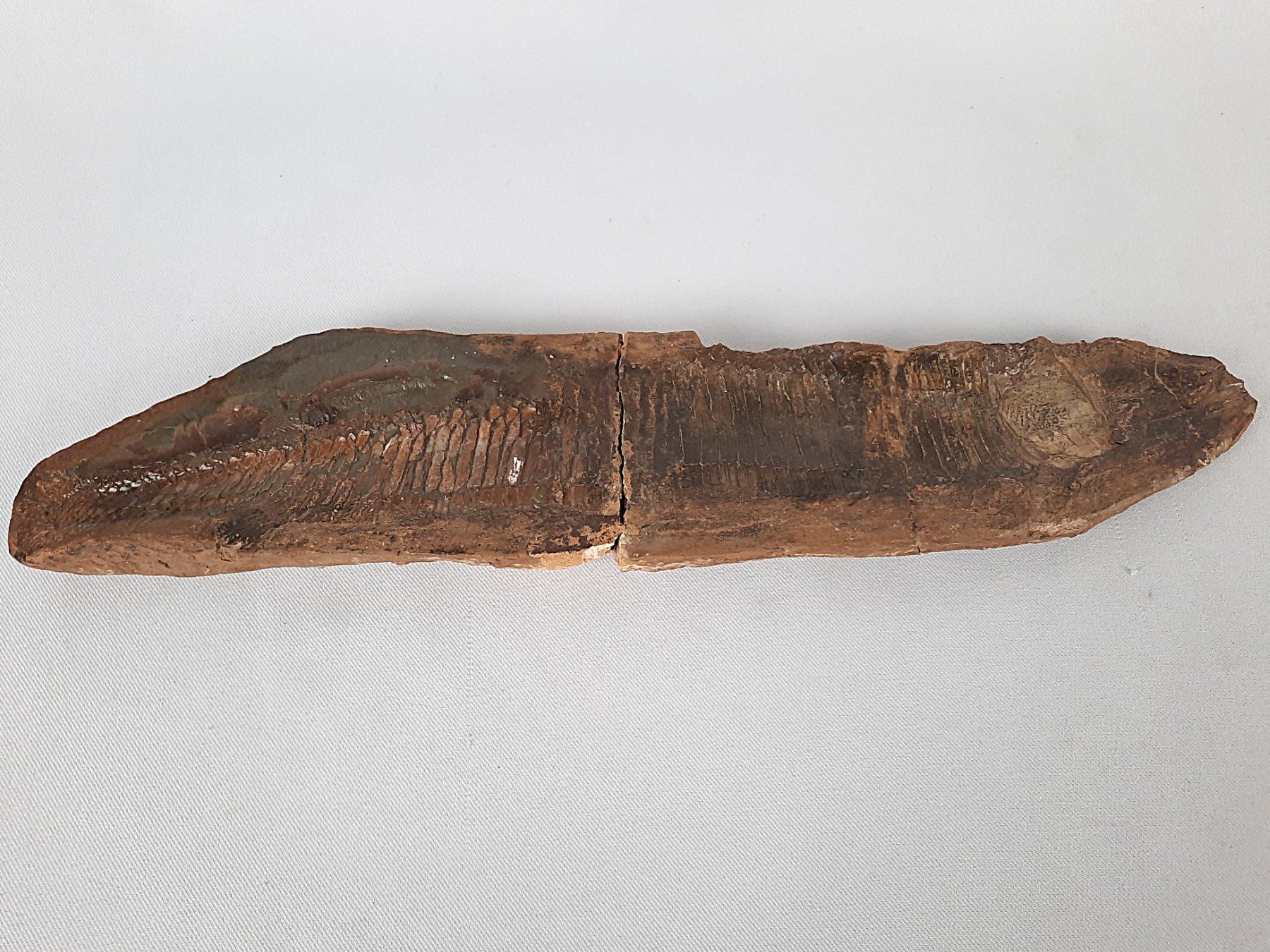 Fossili: Fossiler Fisch in 2 teilen – Usato da Beinwil am See venduto da Restwert_Beinwil 1