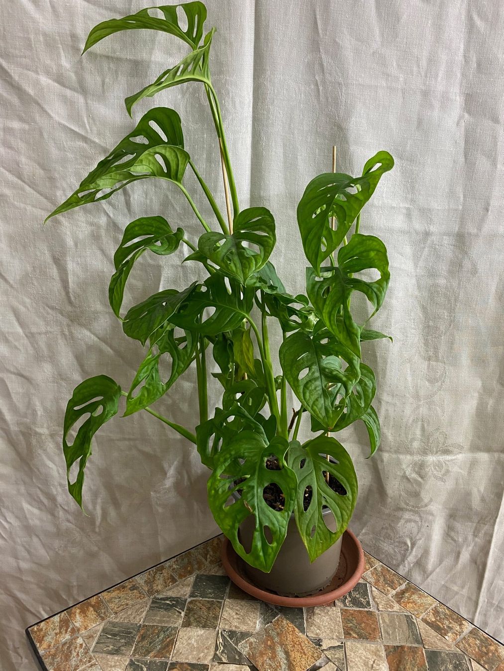 Monstera adansonii Monkey Leaf, bewurzelter Steckling (Gebraucht) in  Winterthur fr CHF 6  nur Abholung auf Ricardo kaufen