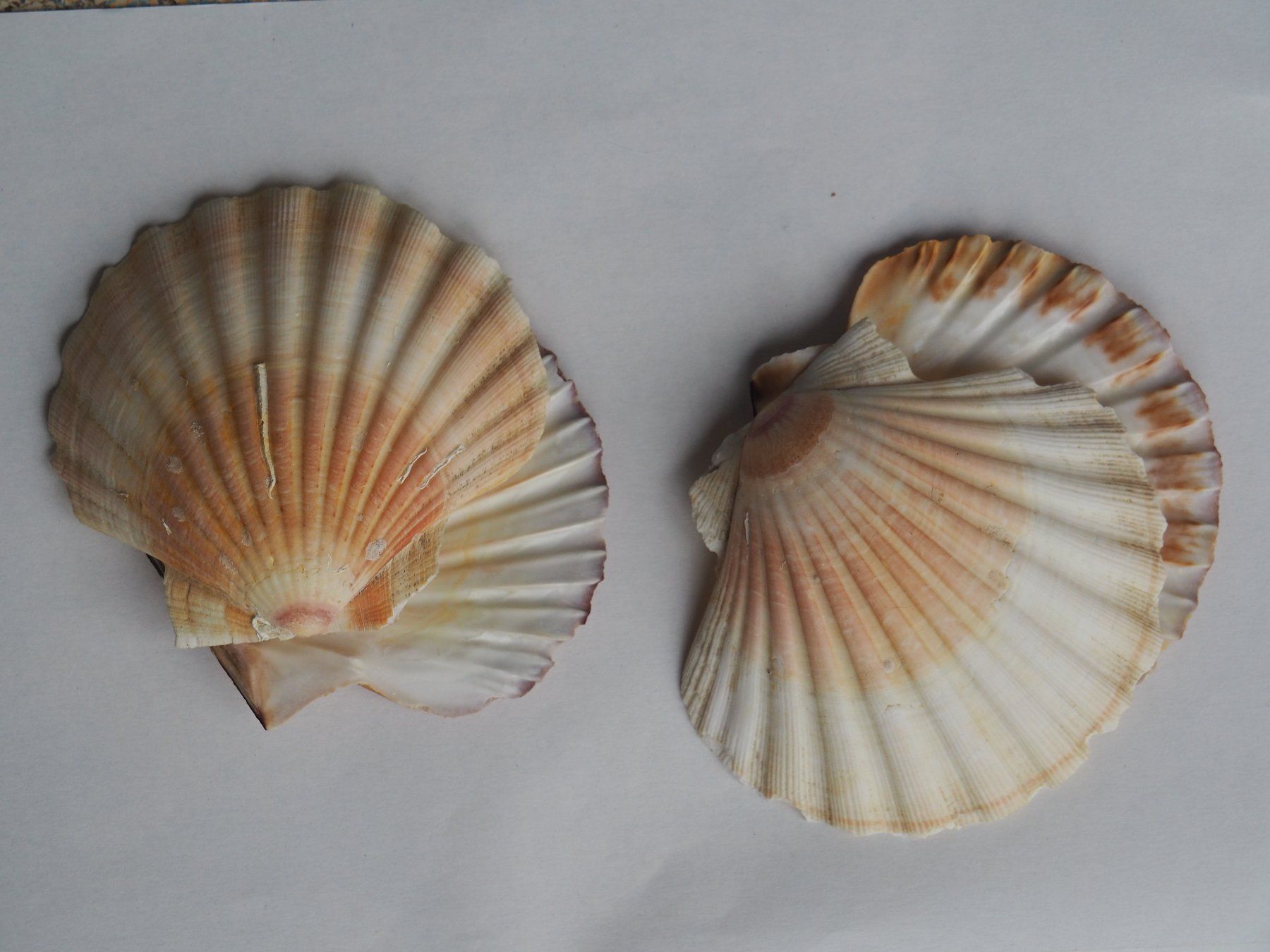 Alle Dekorationen: Muscheln 2x – Neu (gemäss Beschreibung) aus Wittenbach von Nirual01