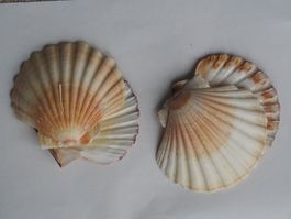 Muscheln 2x