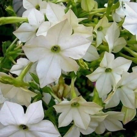 Piante & sementi: TABAC ODORANT AU JASMIN ! 20g – Nuovo (secondo la descrizione) da Bremblens venduto da FIBONACCI369 1