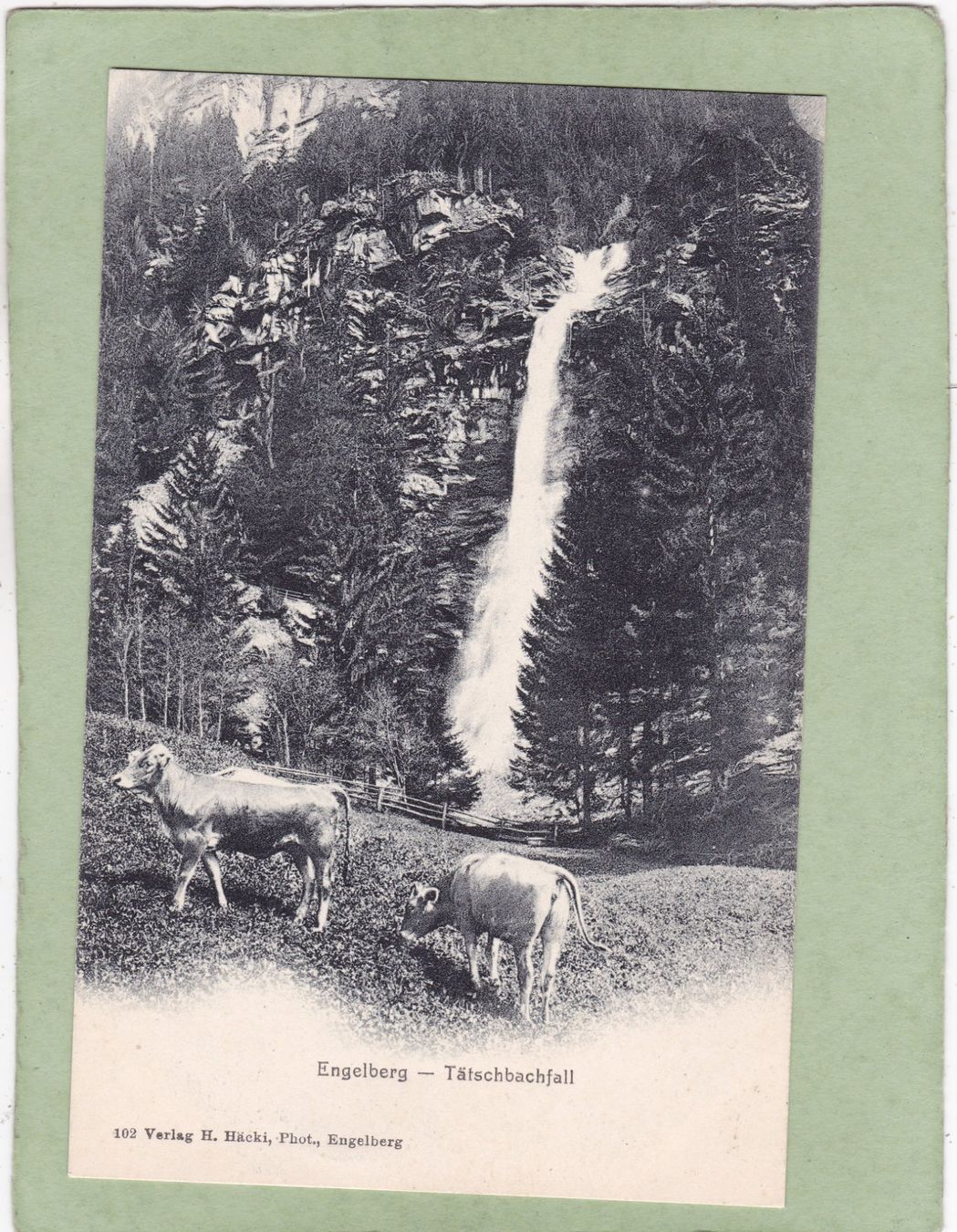 Cartoline postali: Engelberg Tätschbachfall Kühe – Usato da Herisau venduto da Lisegrat2008