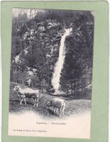 Engelberg Tätschbachfall Kühe