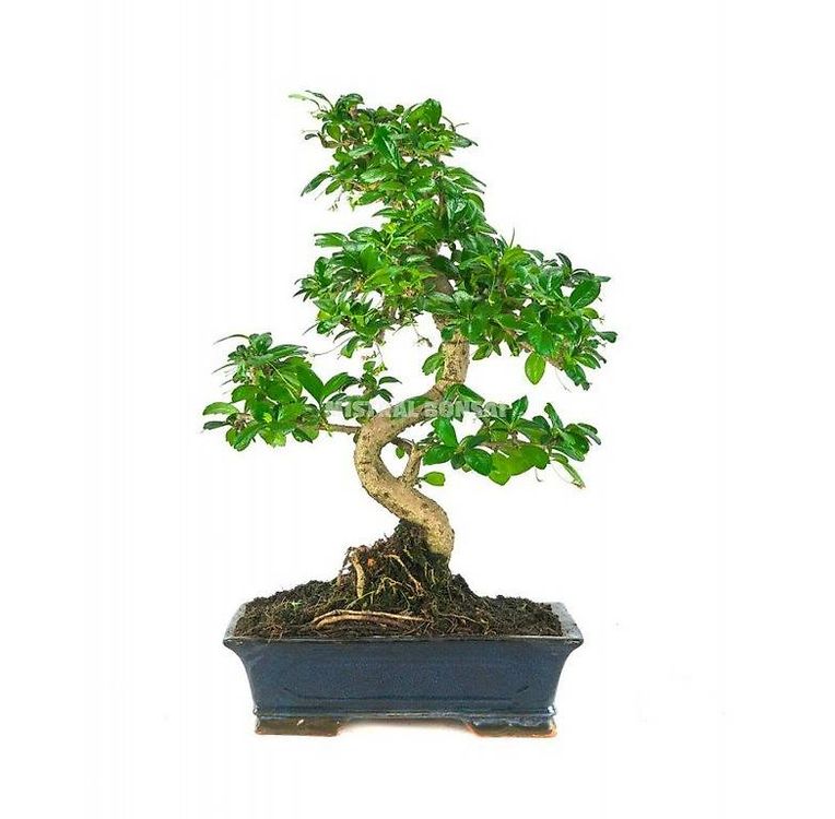 Bonsai "Carmona" set regalo - Fukientee - circa 8 anni