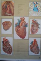 Schulwandbild Anatomie Lehrtafel Herz guter Zustand