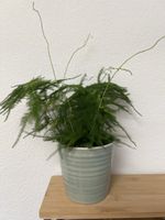 Asparagus Fern in Pot, Healthy Plant