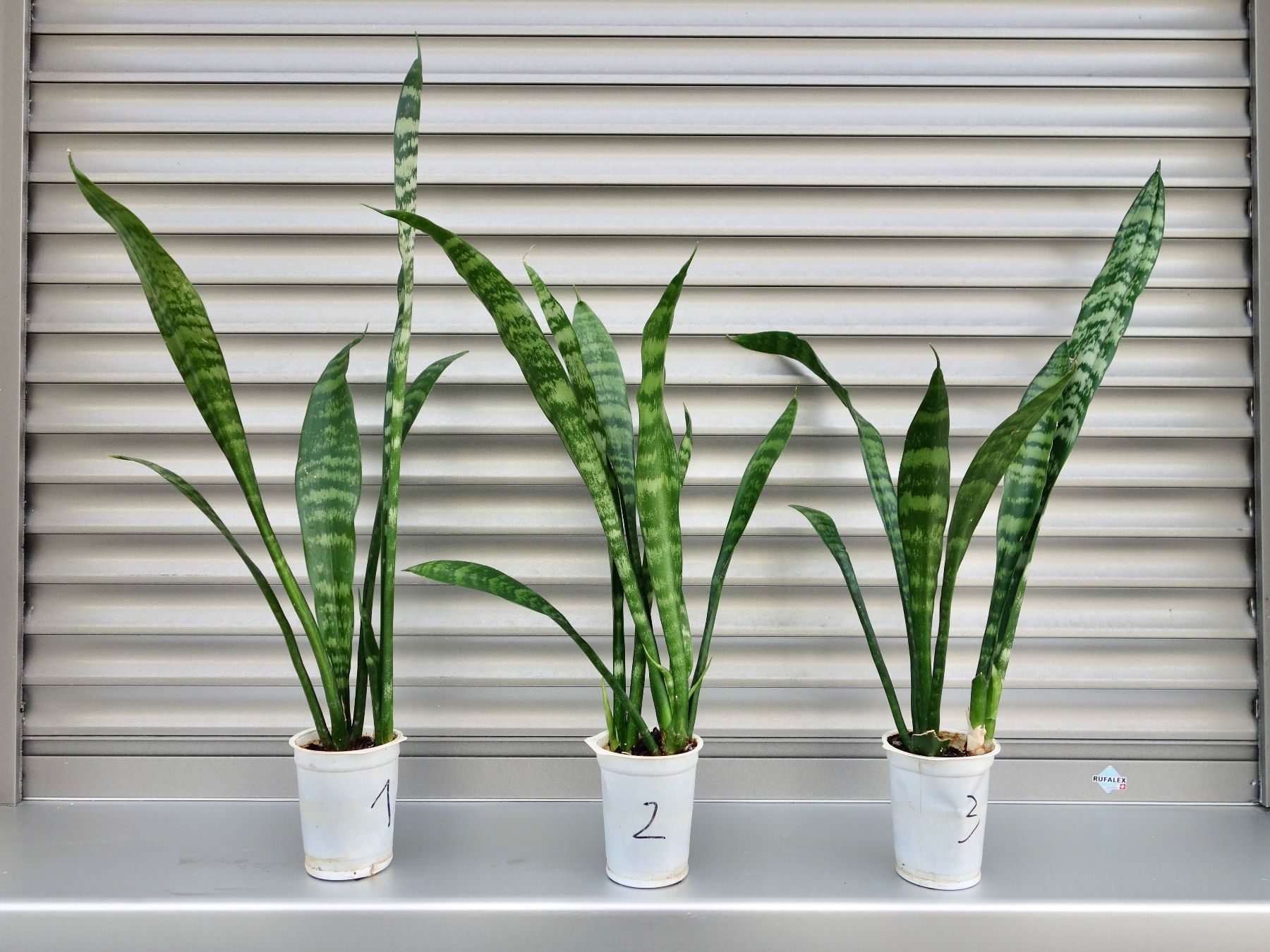 Pflanzen & Samen: Bogenhanf Sansevieria Trifasciata – Neu (gemäss Beschreibung) aus Kerzers von zimmergruen 4