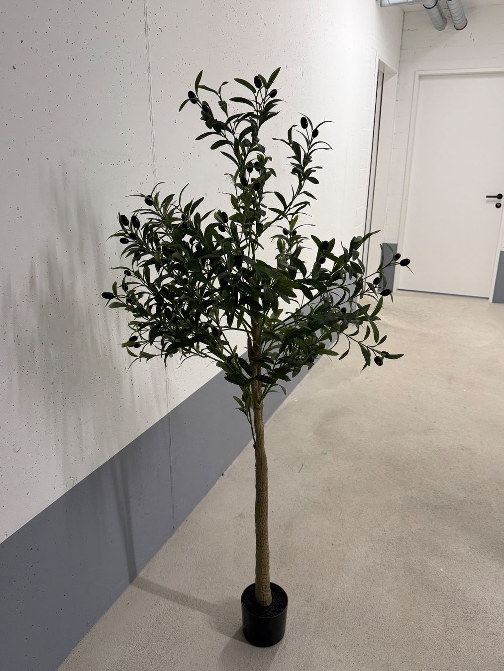 Plantes & graines: Olivenbaum – D'occasion à Zürich par SS59 1