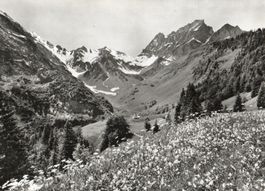 Brustigebiet - Waldnacht mit Surenenpass