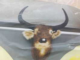 Künstlicher Büffelkopf XXL, Wanddeko, NEU!