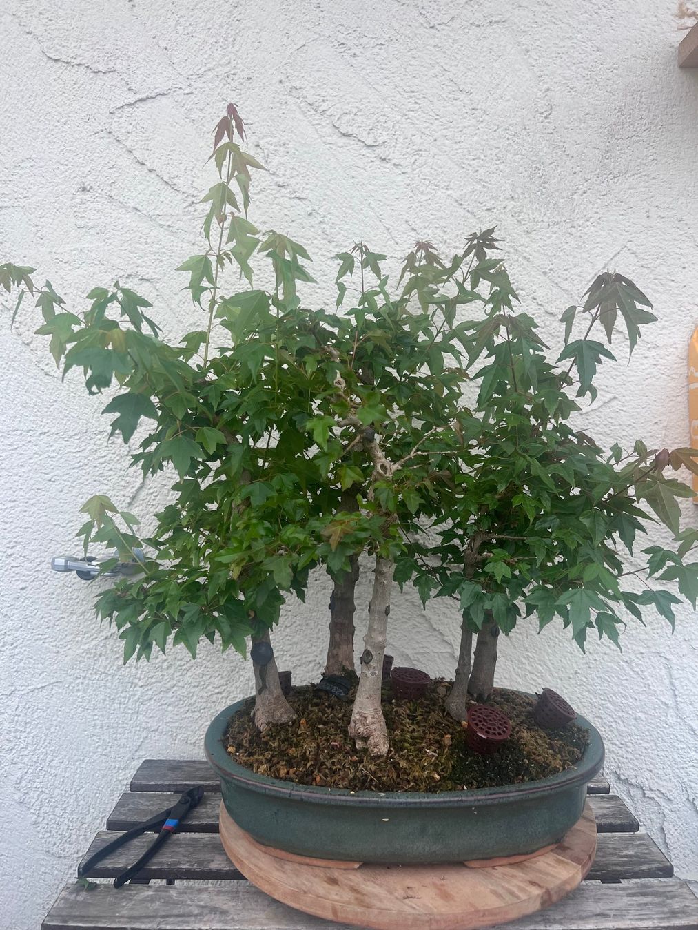 Piante & sementi: Acer Buergerianum / Trident Maple Bonsai Forest – Usato da Genève venduto da dan_tt69 7