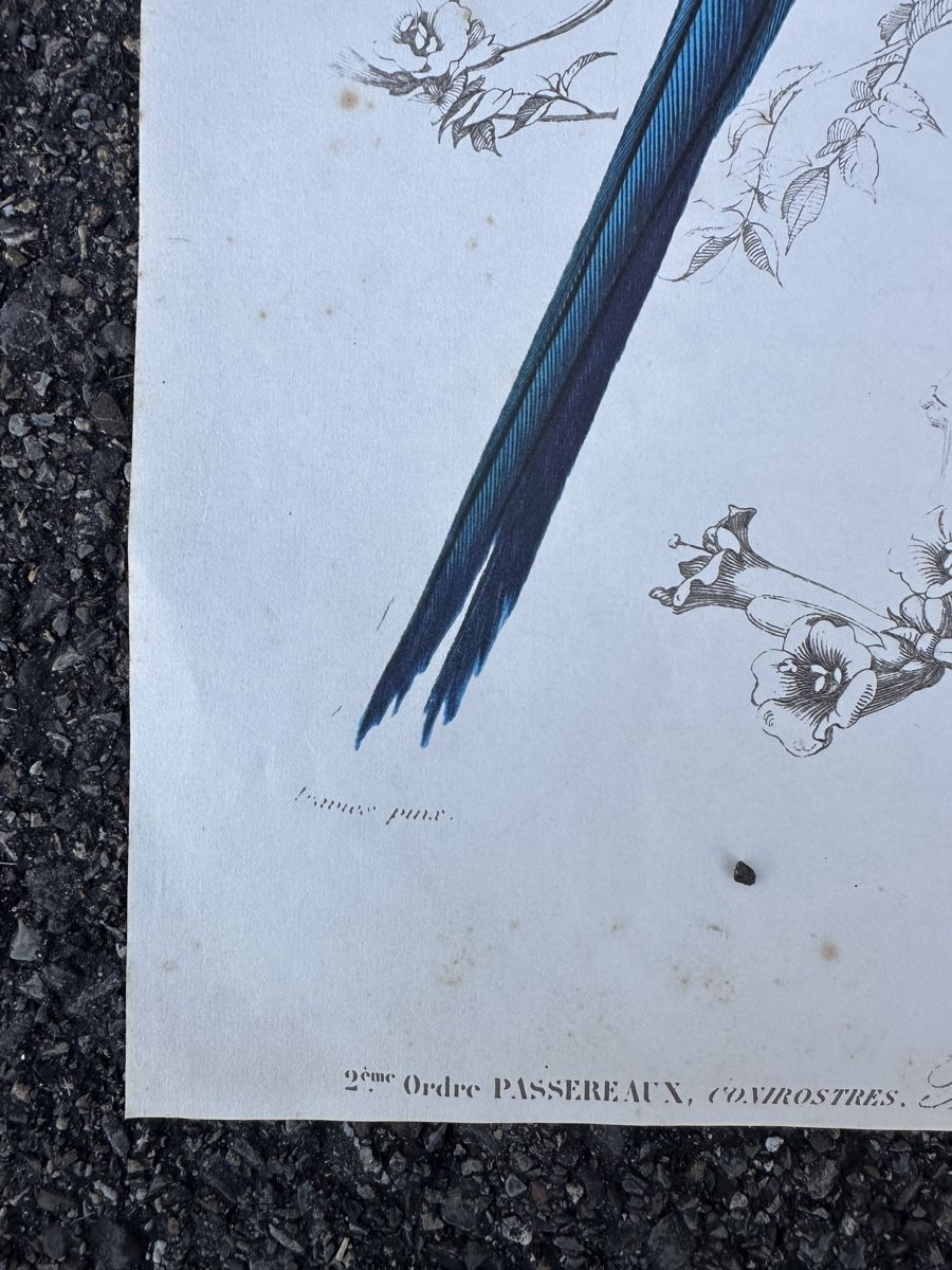 Grafica & Litografie: alte Vogel illustration - Charles d‘Orbigny – Usato da Zürich venduto da frauflufelberg 2