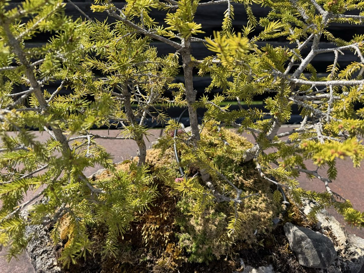 Piante & sementi: schöner Bonsai - Baum - Wald auf Steinplatte – Usato da Gurmels venduto da topsommer 1