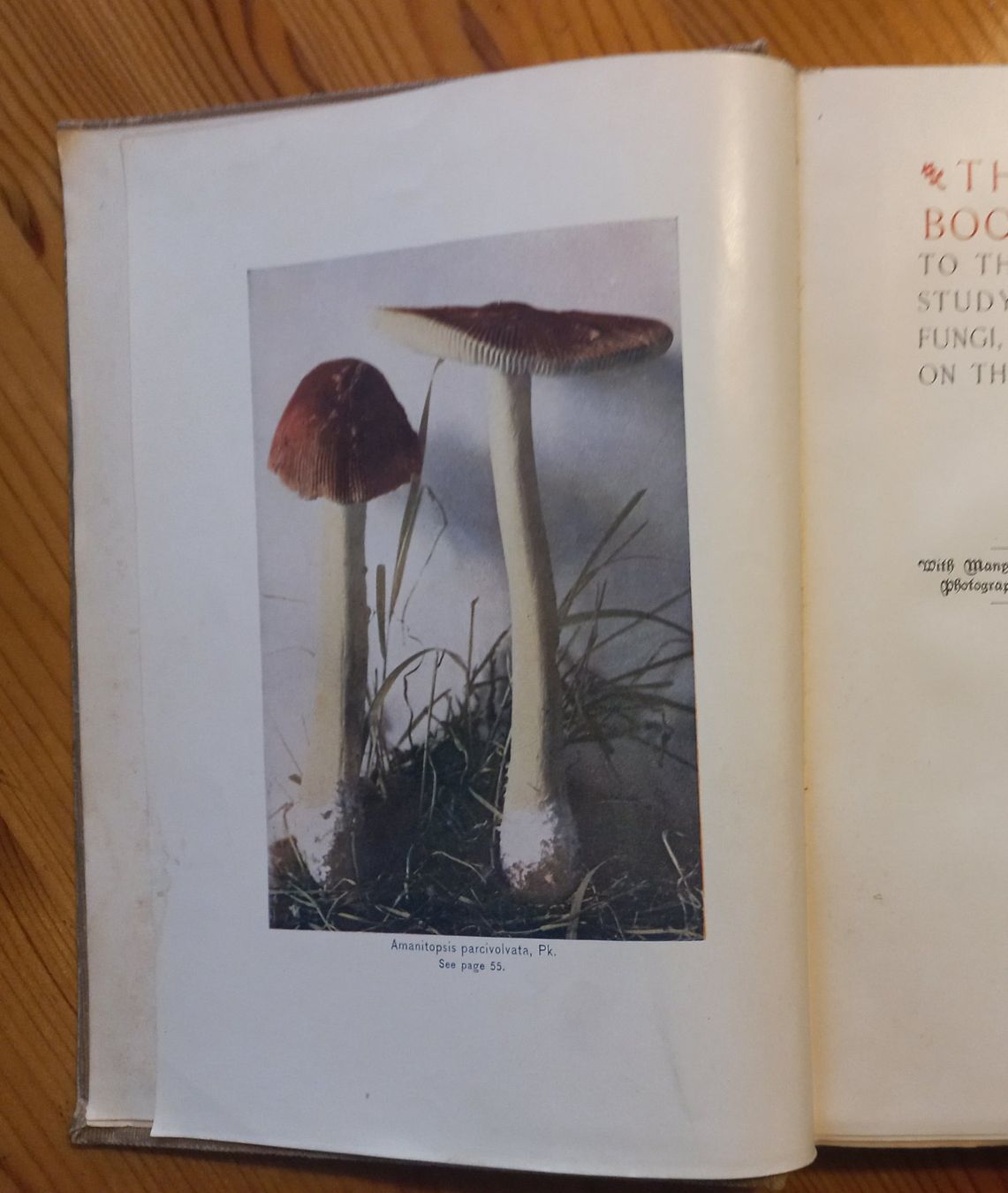 Livres: Pizbuch in Englisch – D'occasion à Praden par Minimalist 1