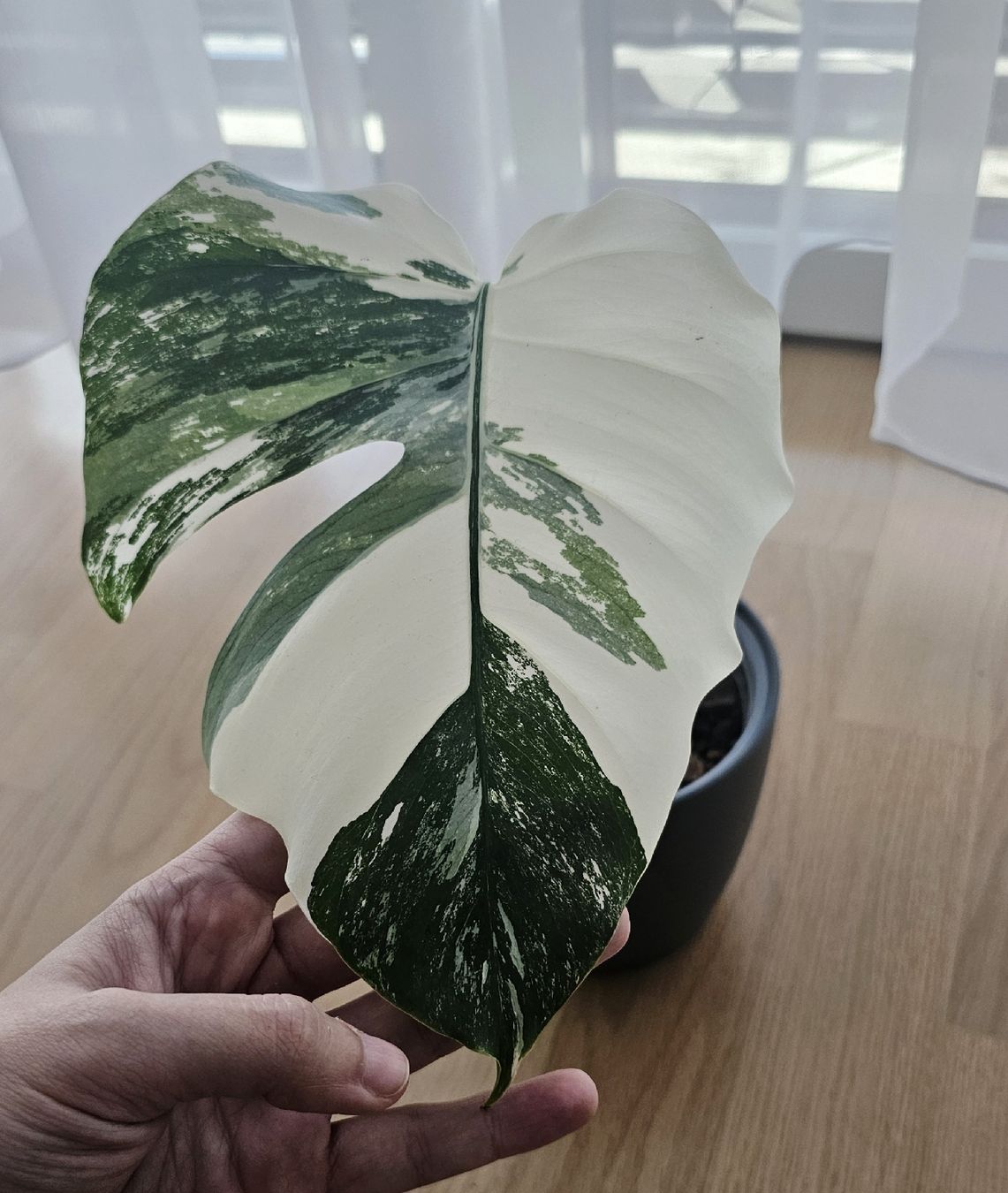 shangri la philodendron Philodendron Shangrila Variegated  oramicin