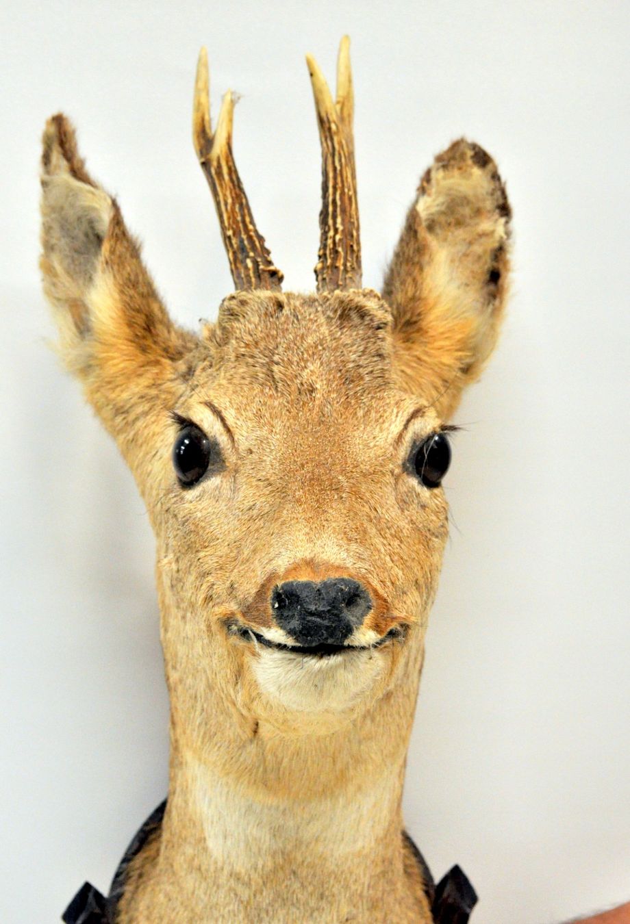 Il mondo degli animali: Tête de chevreuil naturalisée – Usato da Neuchâtel venduto da Neuchatel 5