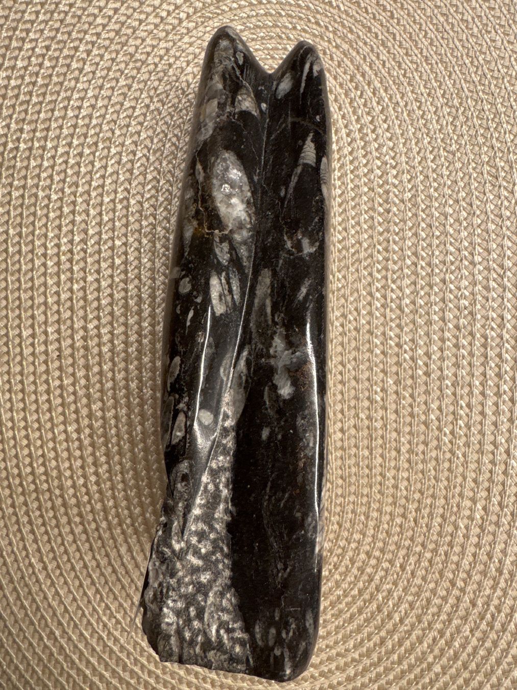 Fossili: Fossiler Tintenfisch Orthoceras aus Marokko, Devon Periode – Usato da Windisch venduto da Zeta2018 3