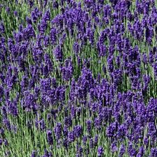Profile image of bonnes.choses