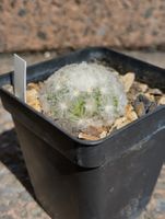 Kakteen, Pflanzen, Mammillaria plumosa
