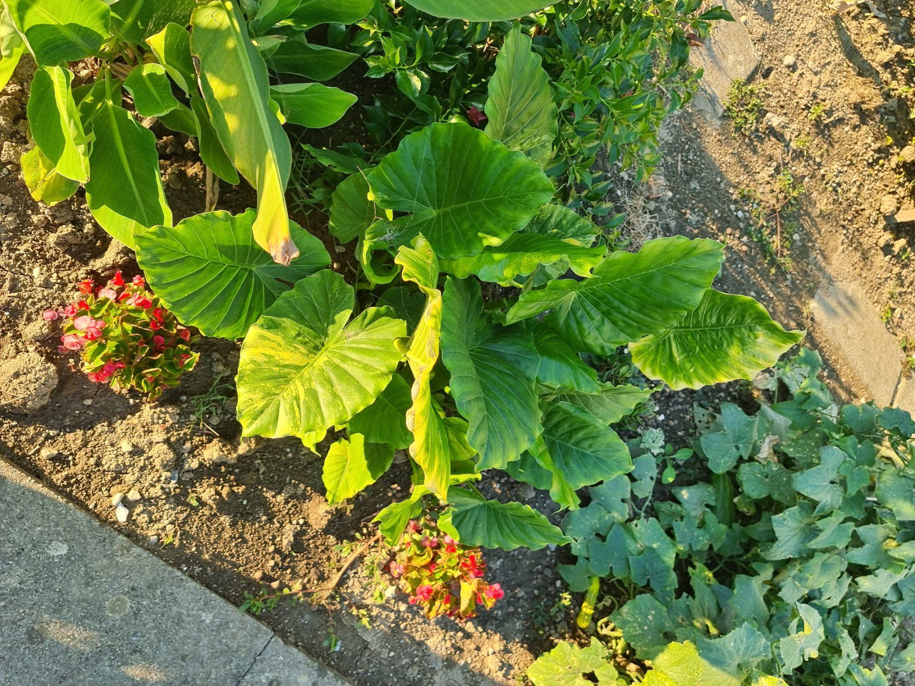 Pflanzen & Samen: Alocasia aurea variegata – Gebraucht aus Uznach von Startrek 2