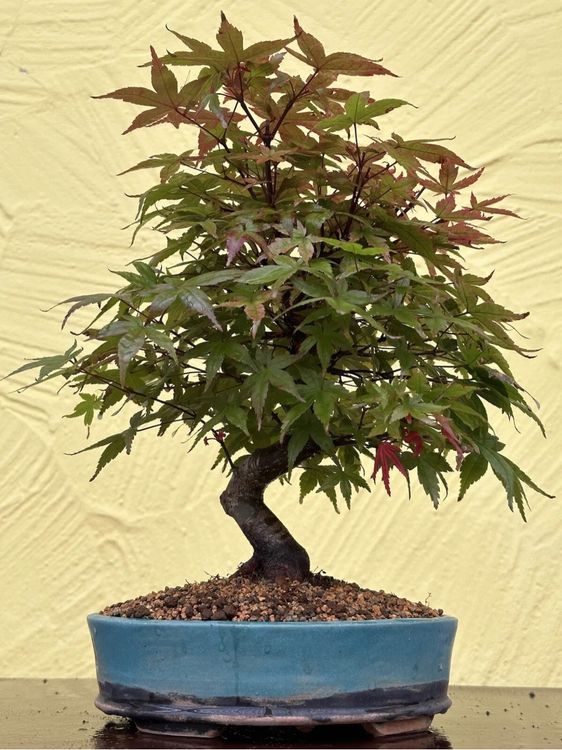 Bonsai AHORN Acer Palmatum Deshojo 20 Jahre Kaufen auf Ricardo