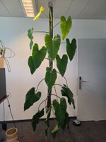 Grosser Philodendron domesticum am Moosstab, 200 cm