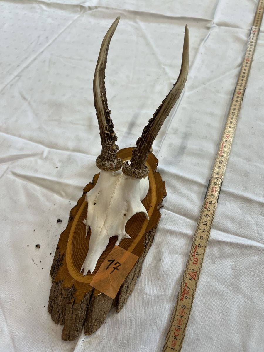 Welt der Tiere: Gehörn eines Rehbocks – Gebraucht aus Euthal von ruckzuckrohrfrei 1