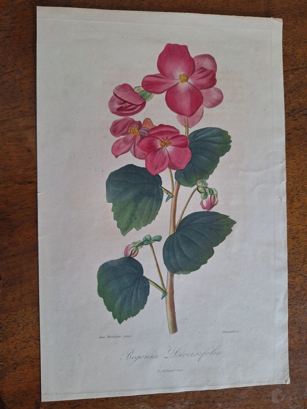 Stiche: FLEURS  6 GRAVURES – Gebraucht aus Bevaix von bohrap 5