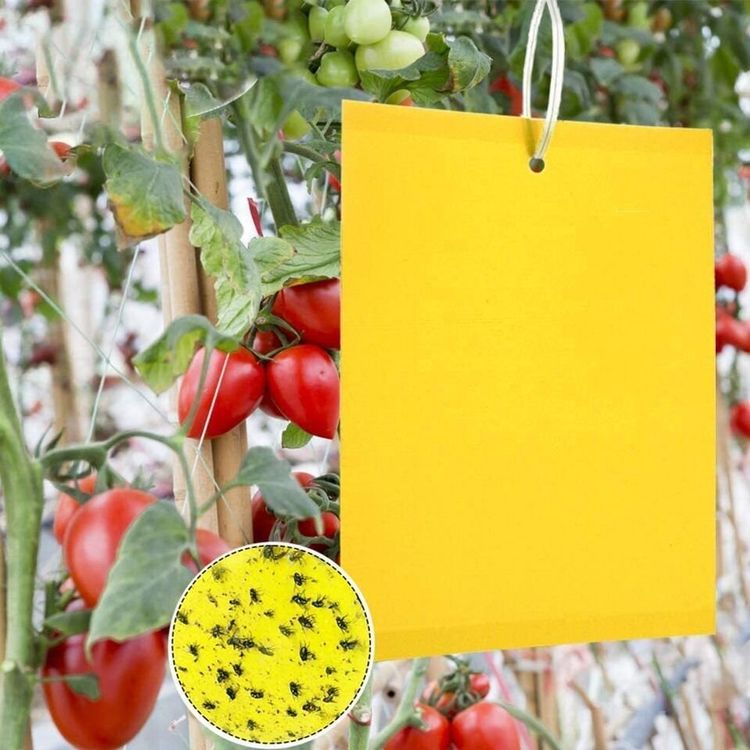 50 Gelbtafeln Gegen Trauermücken – 20x15 Cm Klebefallen Für Schädlingsbekämpfung