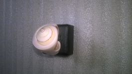 ring aus muschlen,,,glanzig,,,beige