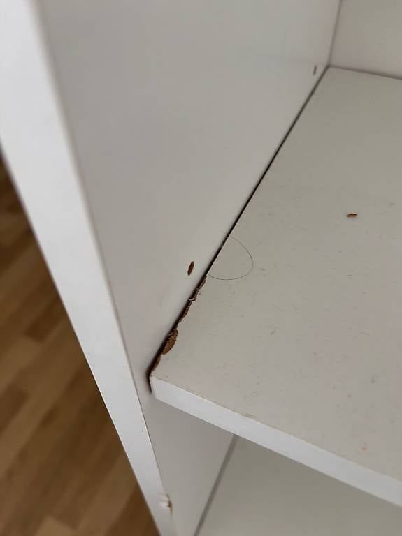 Regale: Bücherregal gratis  – Gebraucht aus Zürich von wie_p6fw 1