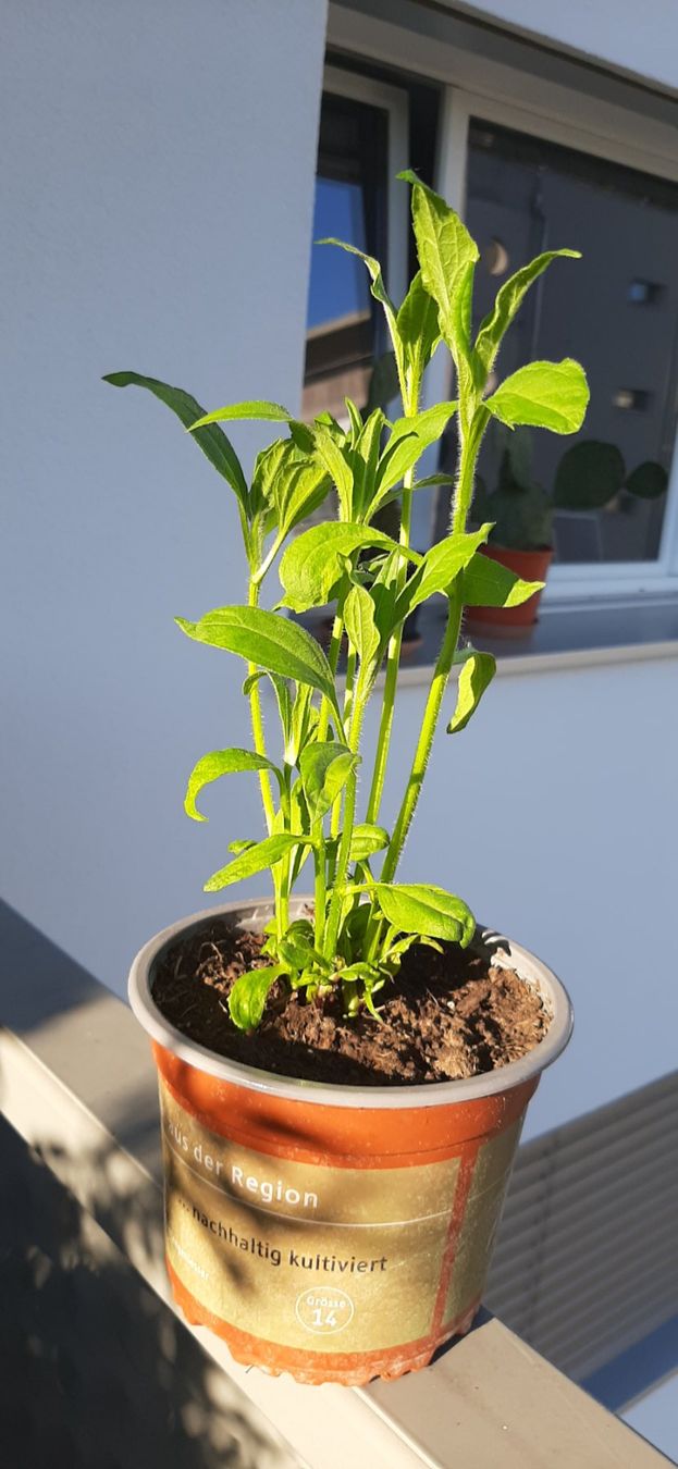 Plantes & graines: Mehrtriebige Topinambur, essbare Knollensonnenblume – Neuf avec emballage d'origine à Kreuzlingen par Vwpassat6 5