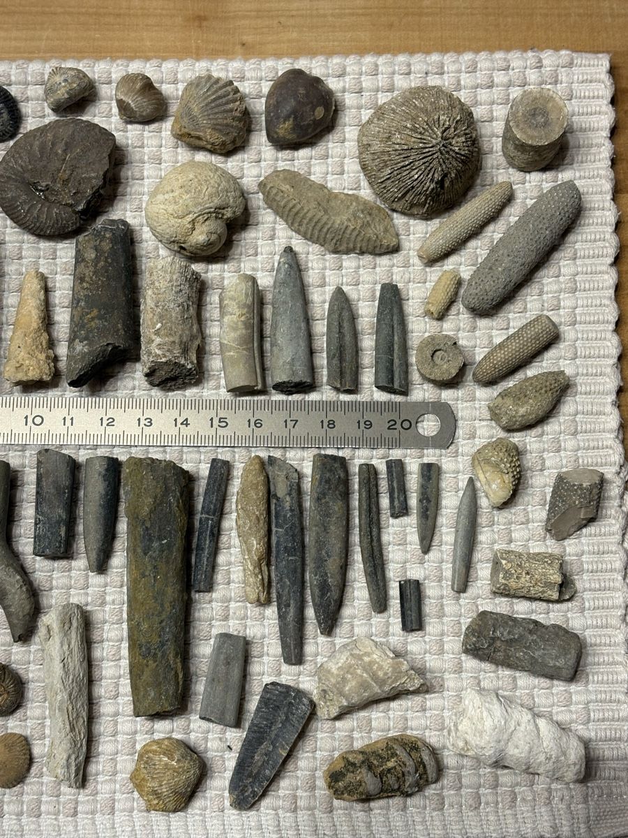 Fossilien: Versteinerung Sammlung – Gebraucht aus Rümlang von euqinom16 2