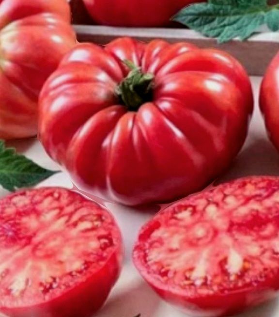 Piante & sementi: 50 Samen Fleischiges Tomat MARMANDE – Nuovo e nell'imballaggio originale da Rovio venduto da POSITIFFARTandPLANTS