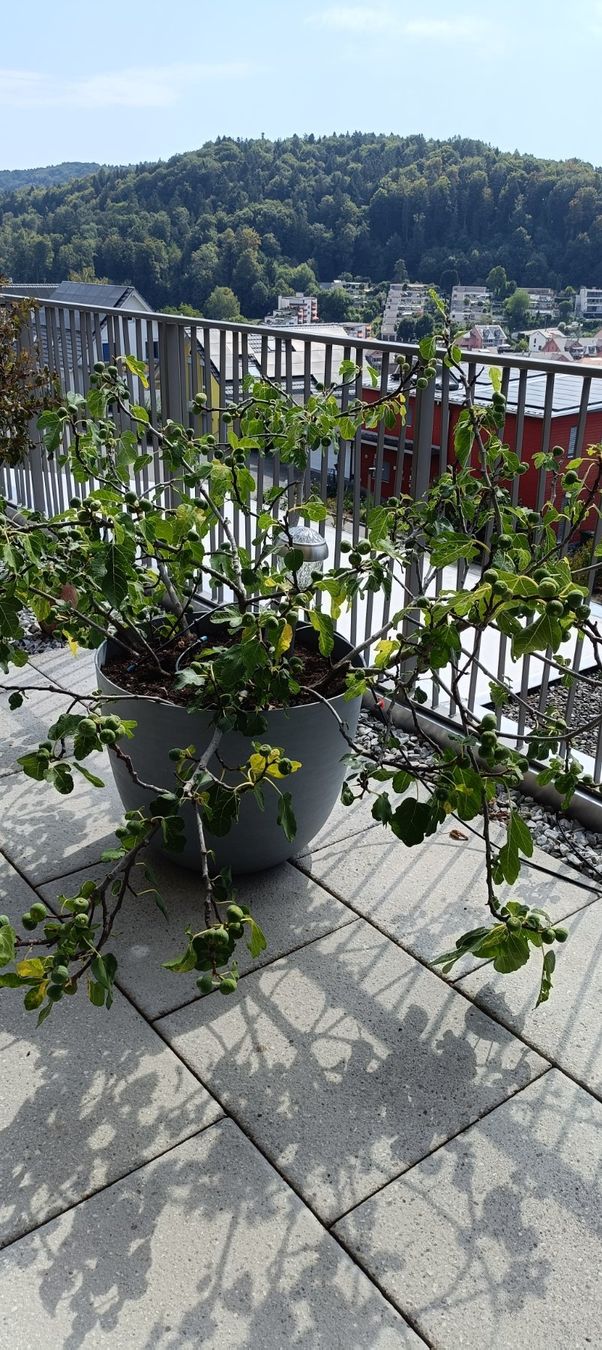 Piante & sementi: Schöner Feigenbaum mit Topf – Usato da Winterthur venduto da ninoemi01 1