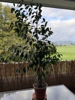 Ficus Benjamina Zimmerpflanze im Topf guter Zustand