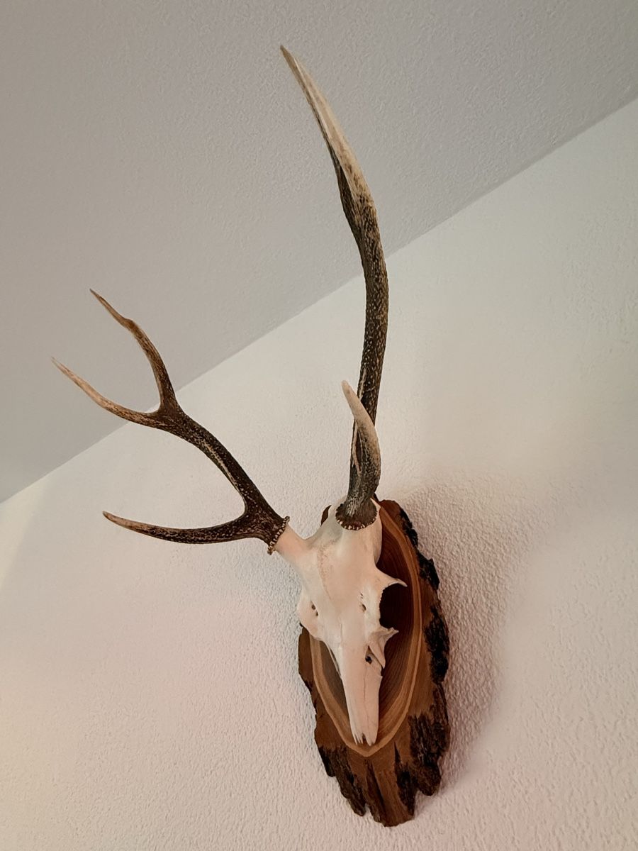 Sonstiges zum Sammeln & Seltenes: Hirschgeweih / Jagdtrophäe, 6-Ender, 73 cm, Neukirch 1998 – Gebraucht aus Zürich von pat_8wyd 2