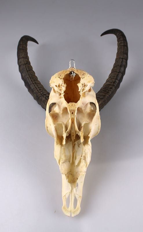 Altre raccolte & rarità: Trophäe einer Afrikanischer Springbock Antilope – Usato da Rüti ZH venduto da Restwert_Rueti_ZH 4