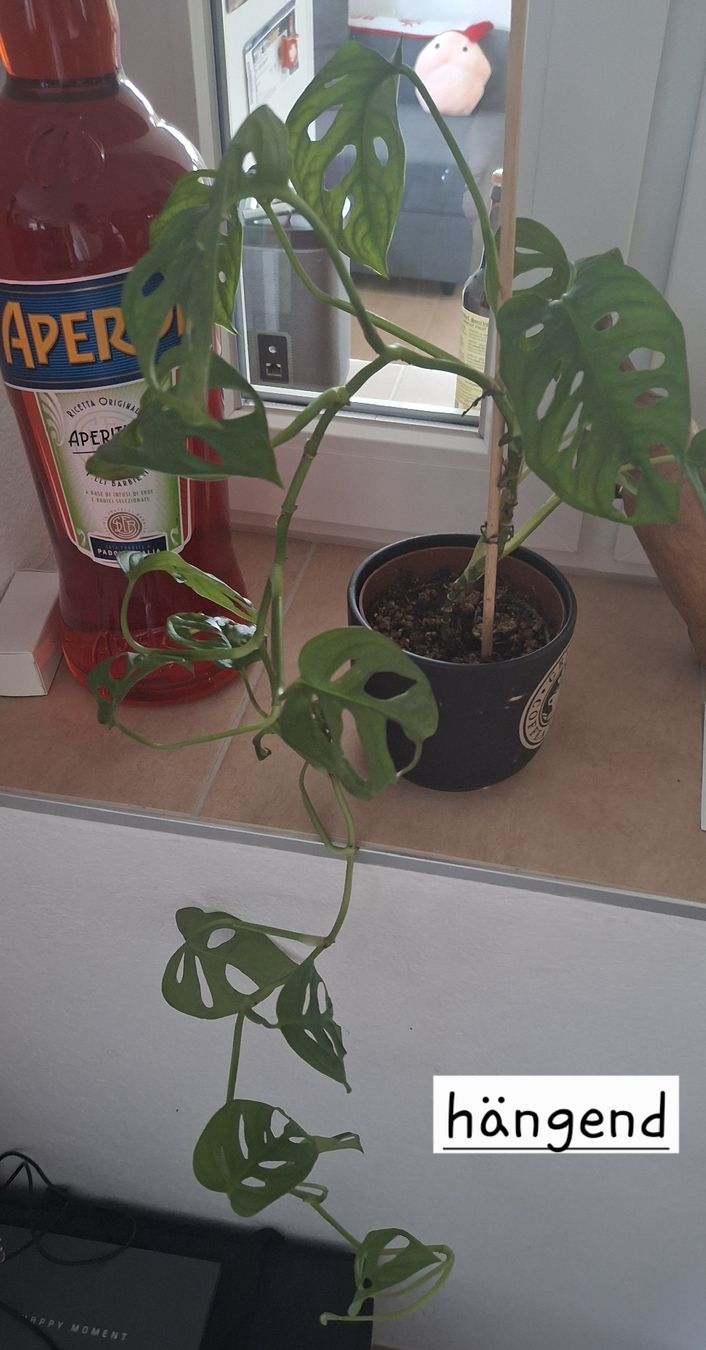 Piante & sementi: Monstera Monkey Leaf – Usato da Brunegg venduto da Maege_8311 1