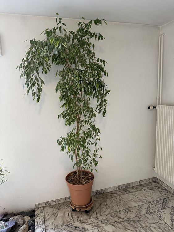 Berkenvijg 'Forever' - gemakkelijk te onderhouden kamerplant, Ficus benjamini - hoogte ca. 75 cm, pot- 17 cm