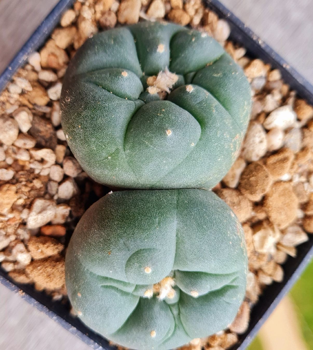 Pflanzen & Samen: Lophophora Diffusa Doppelkopf  – Gebraucht aus Zürich von  1