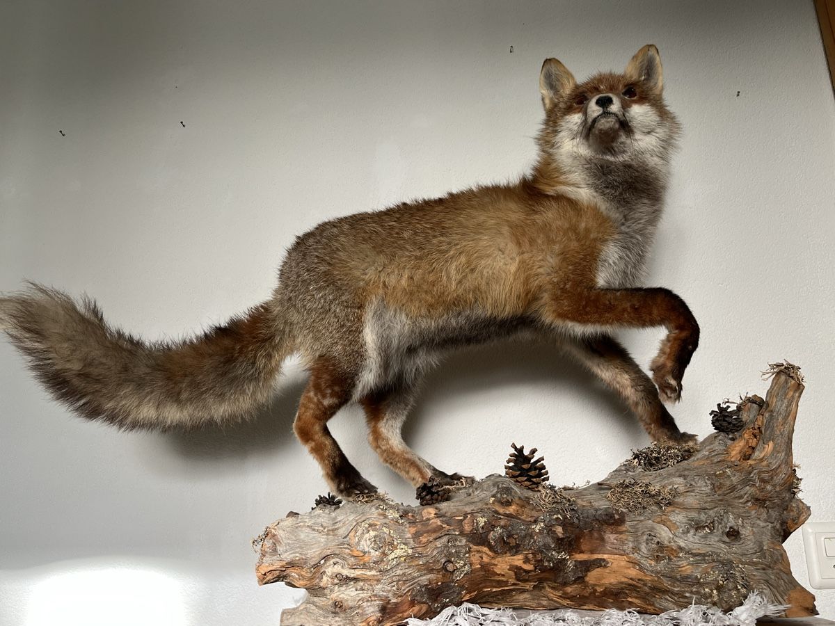 Il mondo degli animali: Wunderschöner Fuchs. Echttier Präparat. – Usato da Davos Platz venduto da butzele13 5