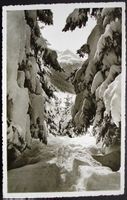 DAVOS Davoser Winter - Schatzalpwald mit Rhinerhorn