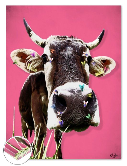 Foto & Immagini: Swiss Cow – Nuovo e nell'imballaggio originale da Hergiswil NW venduto da WonderprintsCH 9